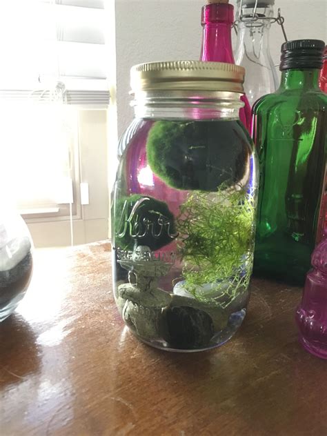 7 Ways to Make a Closed Aquatic Ecosystem .